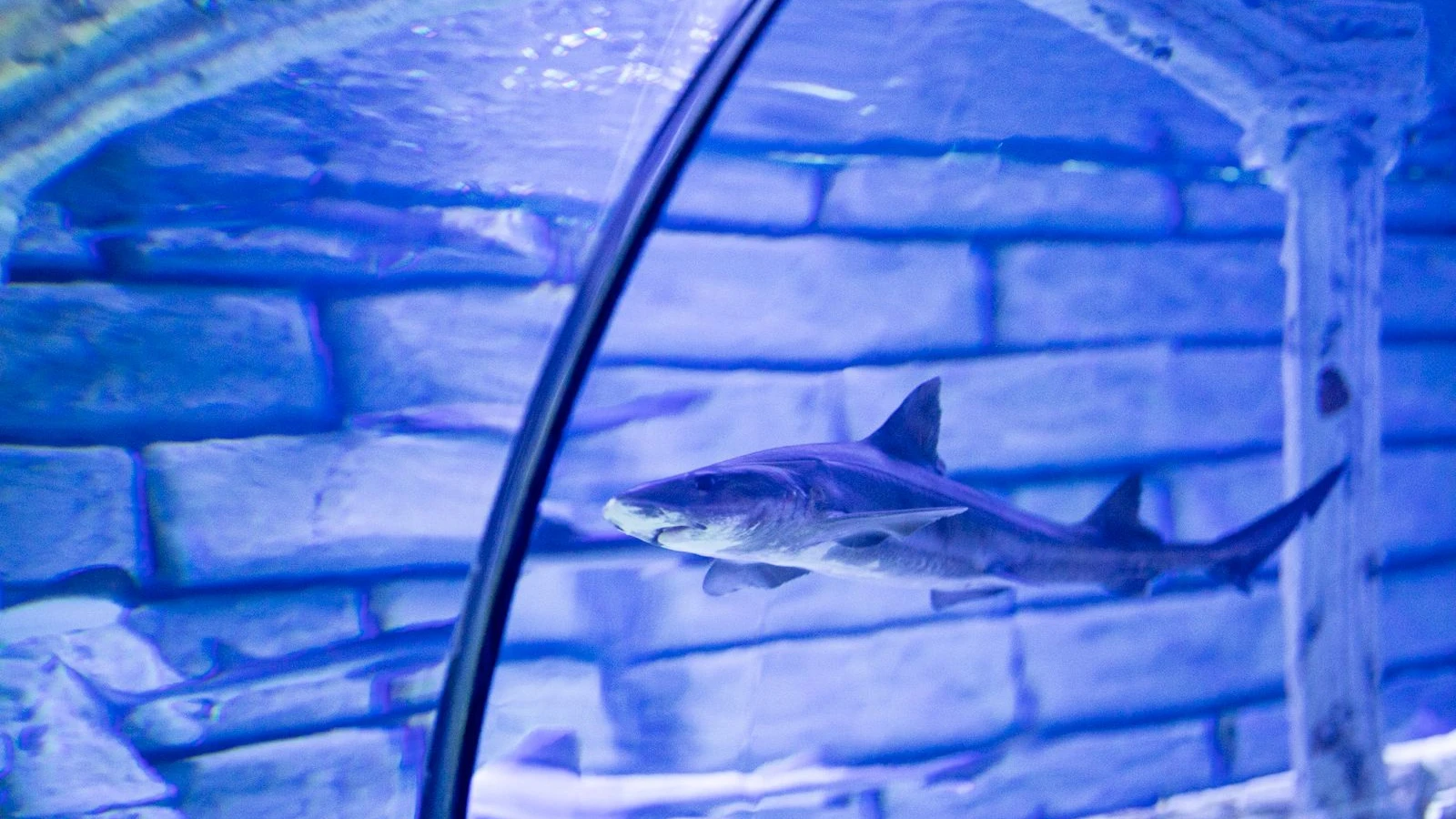 Tiburón nadando en el túnel submarino de un acuario, visto a través del cristal