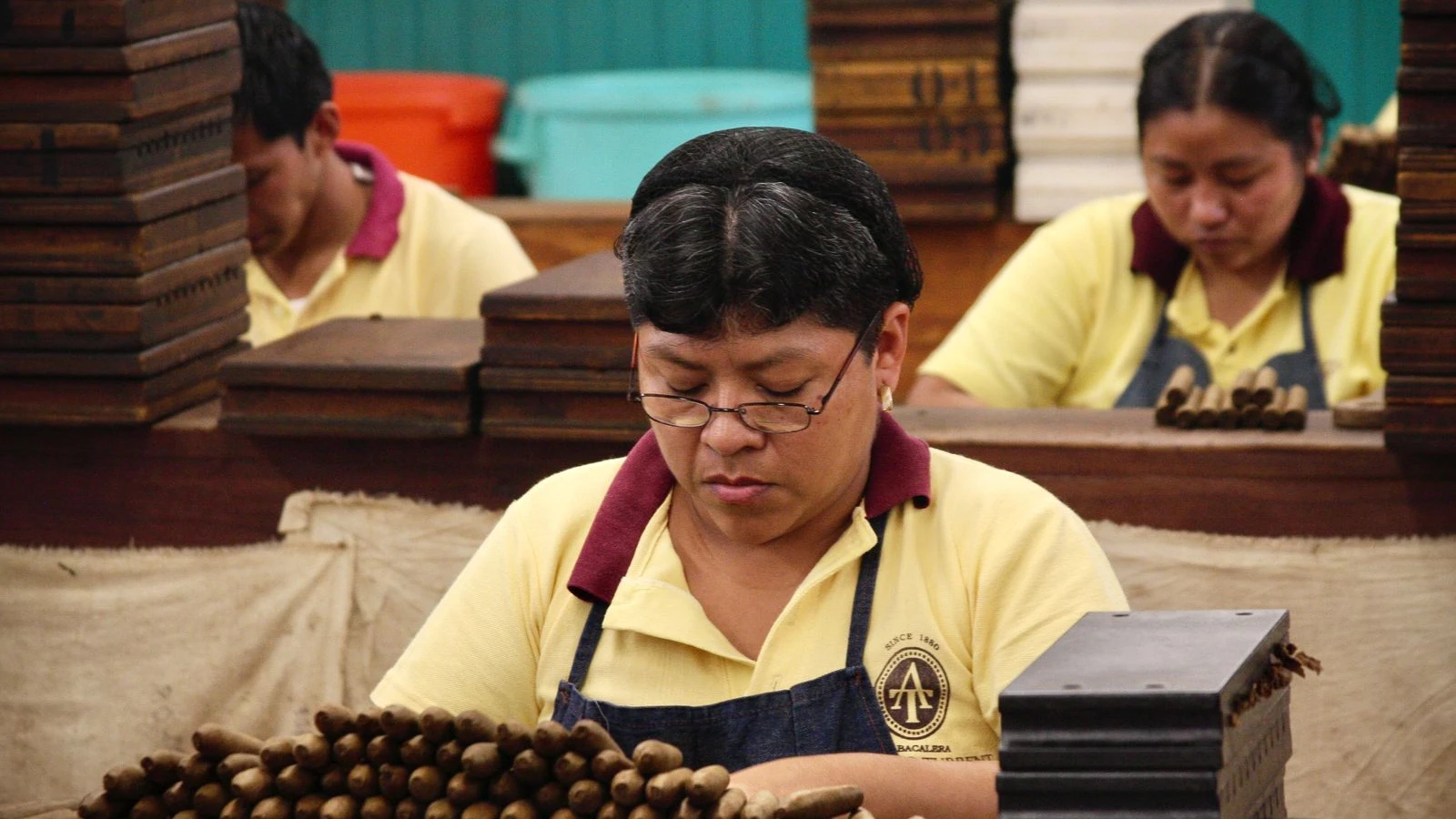 Torcedores en una fábrica de cigarros clasificando puros a mano, con moldes de madera