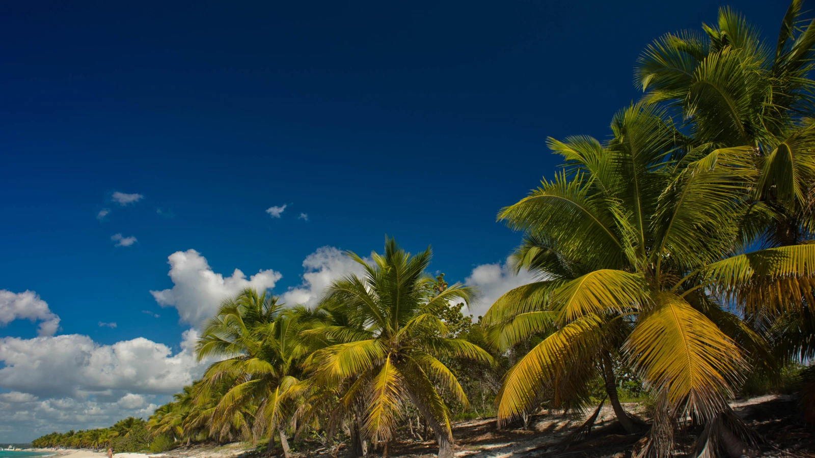 Playa de arena blanca con palmeras en la costa de Isla Catalina, frente a La Romana