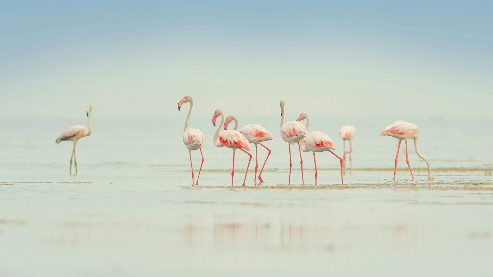 Flamencos rosados en el agua poco profunda de una laguna