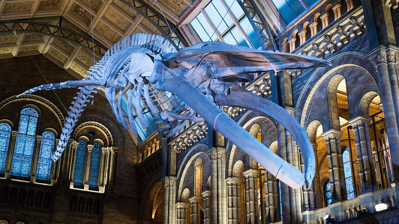 Esqueleto de ballena colgado en una sala de museo de historia natural