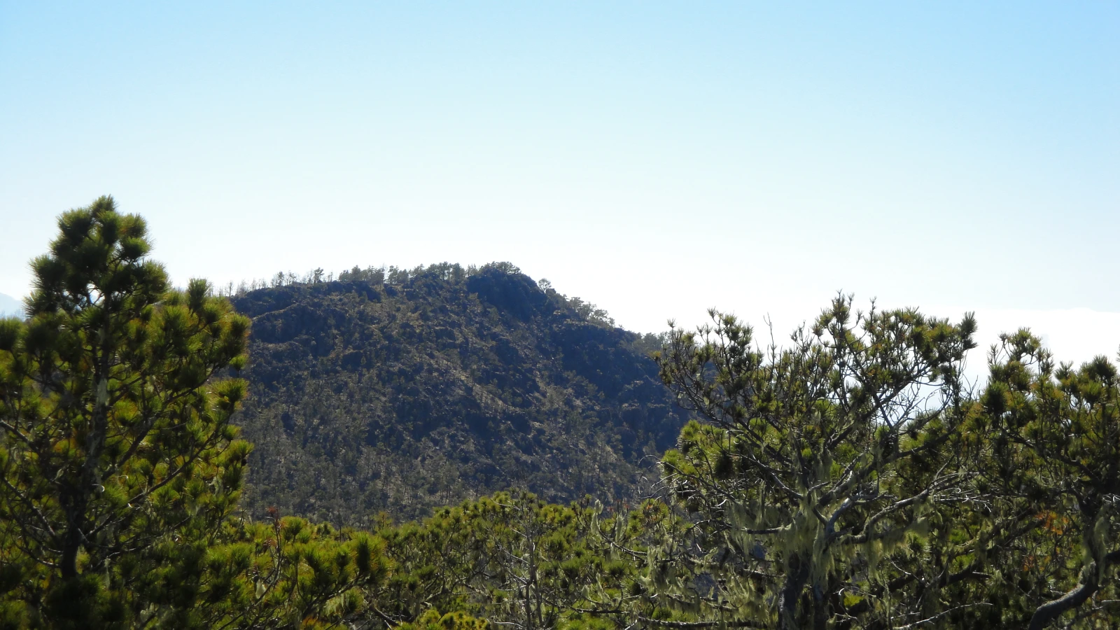 El Pico Duarte visto desde La Pelona, rodeado de pinos en la cordillera Central