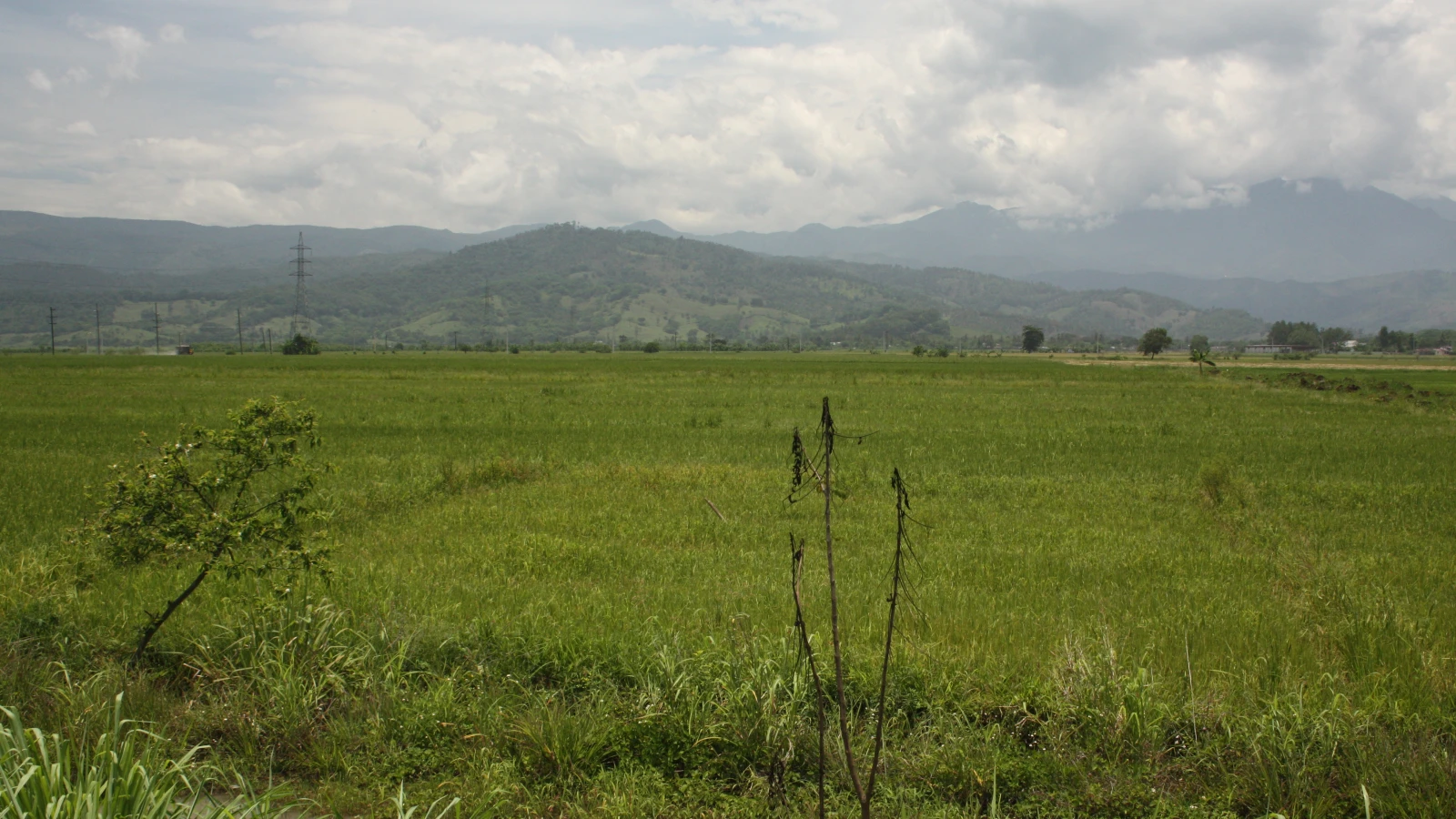 Campos de arroz junto a la ruta cerca de Bonao, con la cordillera Central al fondo