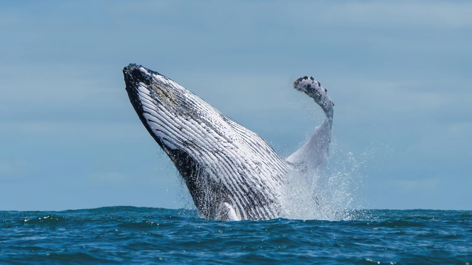 Temporada de ballenas en Samaná: fechas, tours y cómo ir en carro