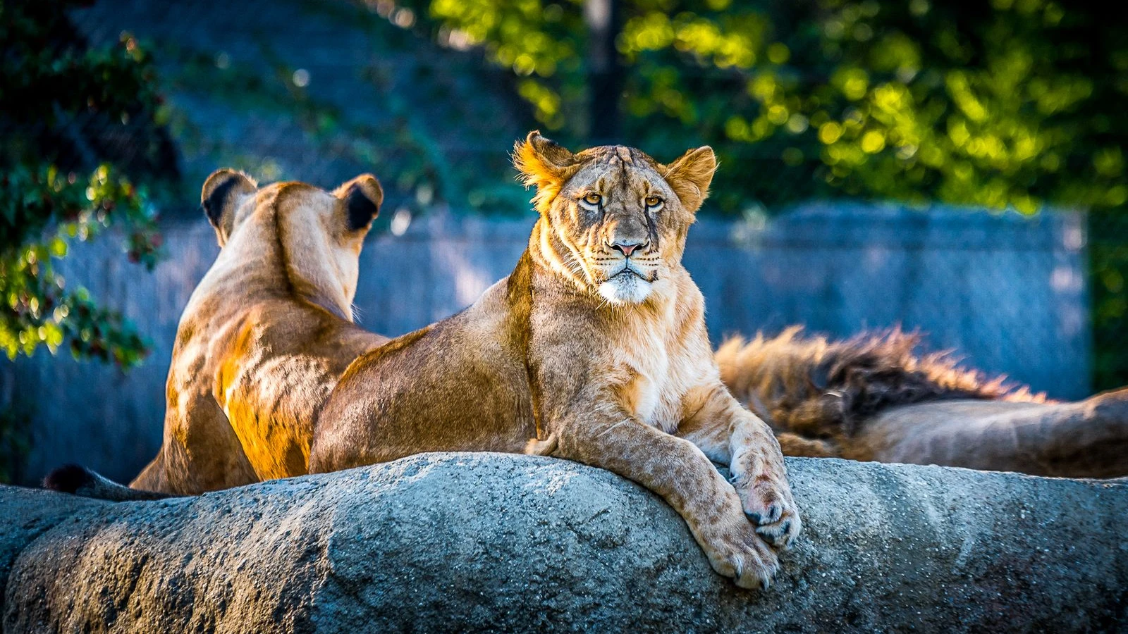 Dos leones descansando bajo el sol en un zoológico